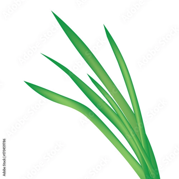 Fototapeta blade of grass isolated on white background- vector illustration