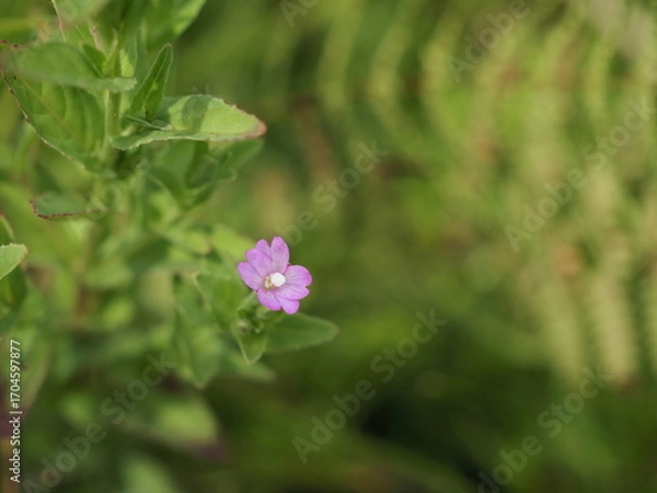 Obraz アカバナの花