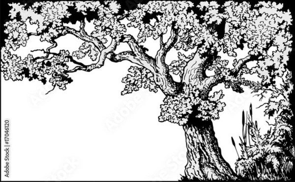 Obraz Oak frame vector