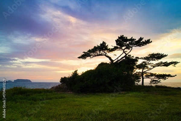 Fototapeta 自然な盆栽