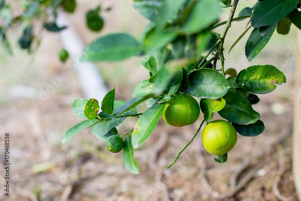 Obraz lime on the tree with blur background with copy space , lemon with the leaf on tree
