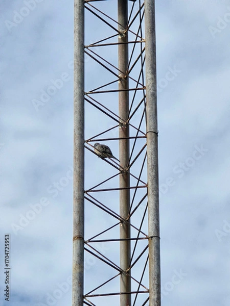 Fototapeta a closeup shot of a bird on tower poles