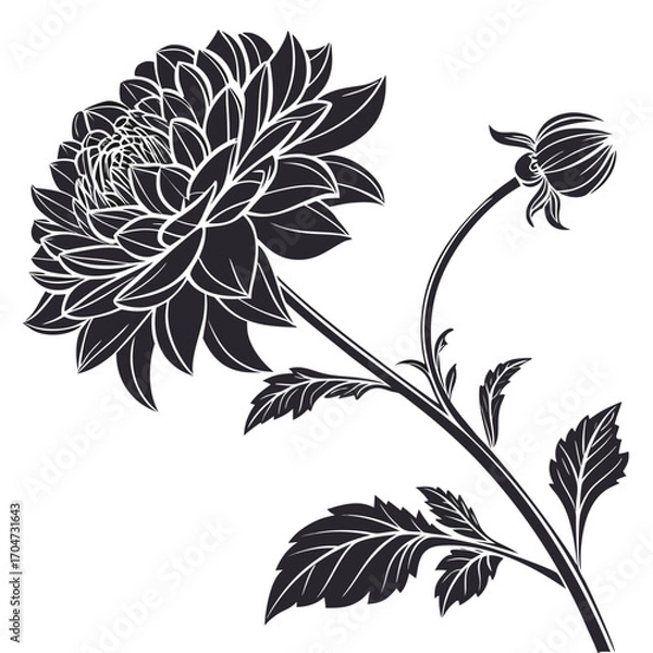 Fototapeta black and white dahlia golden torch