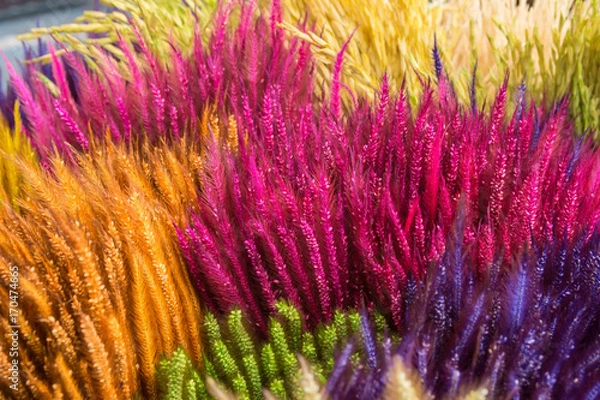 Obraz colorful background