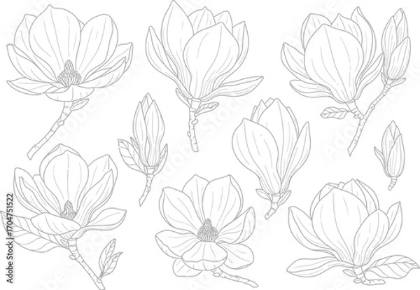 Fototapeta Elegant hand drawn outline sketch of blooming magnolia flowers and buds on a white background