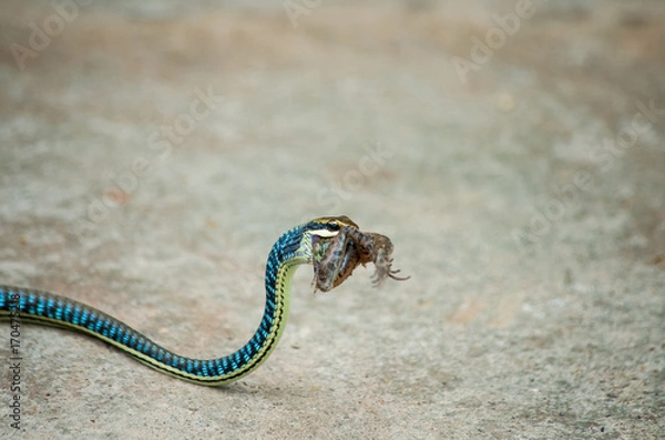 Obraz green snake eating frog