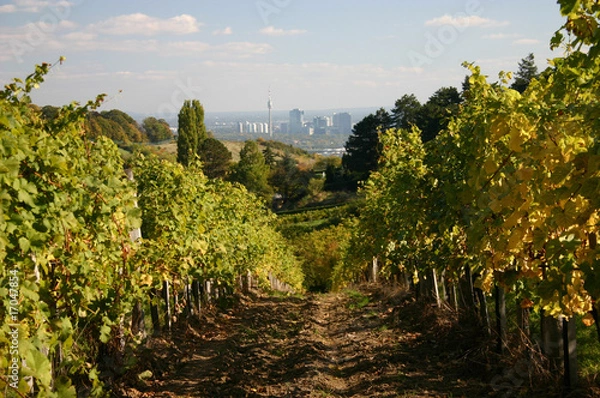 Obraz jesienne winnice