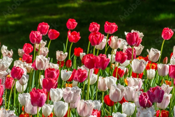 Obraz チューリップ