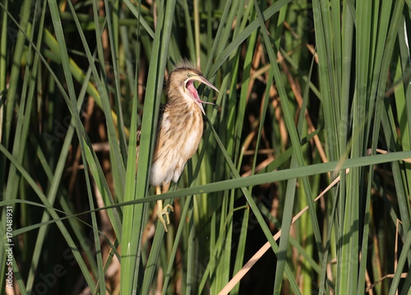 Fototapeta Young little bittern sits on the reed and calling parents for food. Wide open beak with tongue.