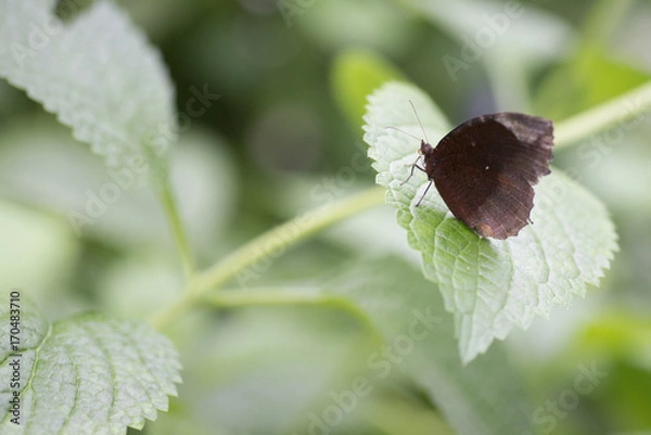 Obraz Butterfly pon green leaf
