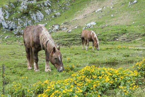 Obraz grazinh horses