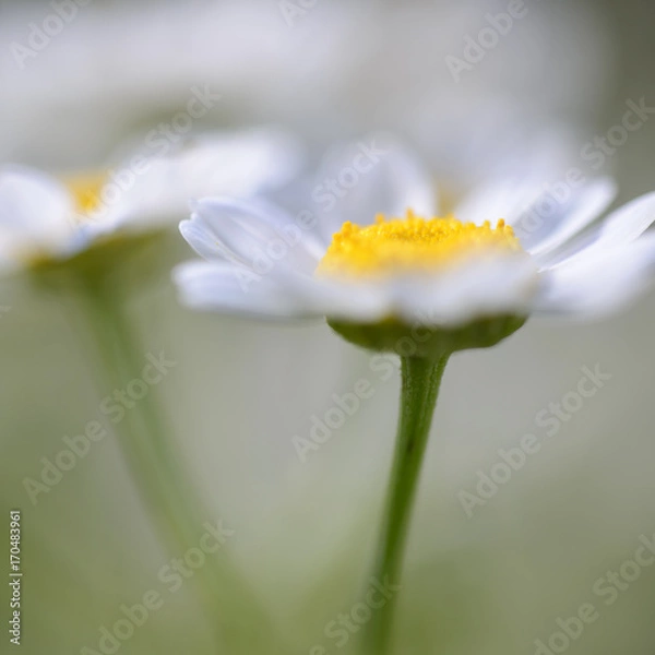 Obraz Daisy