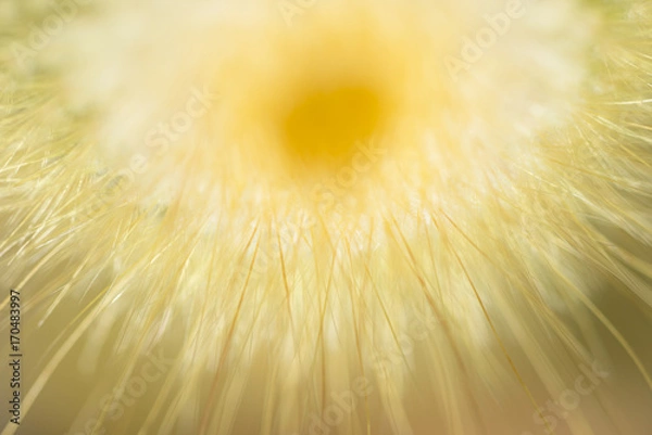 Obraz cactus flower