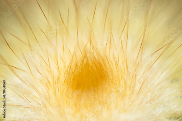 Obraz cactus flower