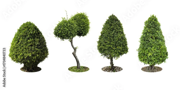 Obraz Collection Pruning trees, ornamental plants trees and bonsai of shrubs or bushes for garden decoration. (bush, shrub) On white background. (png) Total 4 trees.