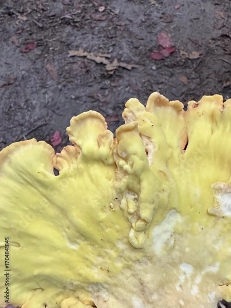 Obraz vibrant yellow chicken of the woods mushroom