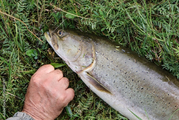 Fototapeta Impressive size of taimen (Hucho taimen) catch shown next to hand