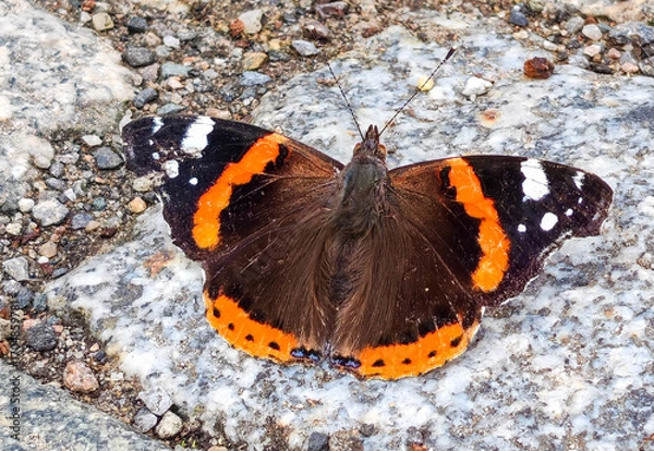 Obraz Admiral (Vanessa atalanta)