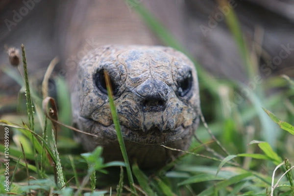 Obraz Riesenschildkröte