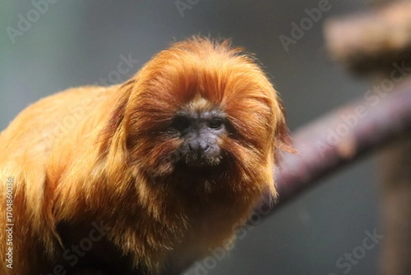 Obraz Goldenes Löwenäffchen (Leontopithecus rosalia)