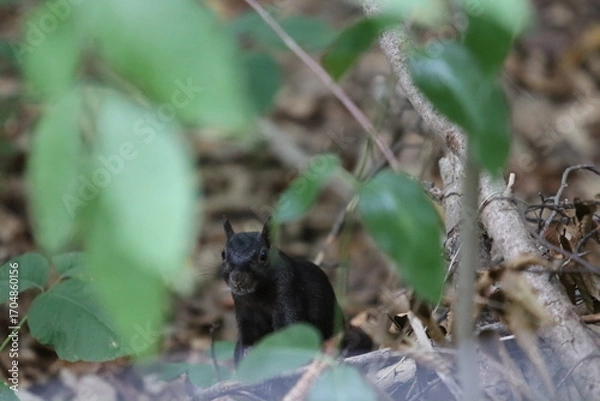 Obraz Grauhörnchens (Eastern Gray Squirrel). 