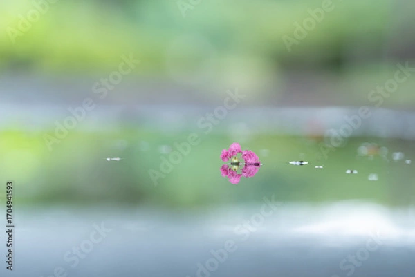 Obraz リフレクション