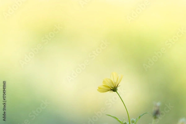 Obraz レモンブライト