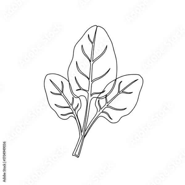 Fototapeta Spinach Line Art Simple Elegant Illustration of Fresh Spinach Leaves