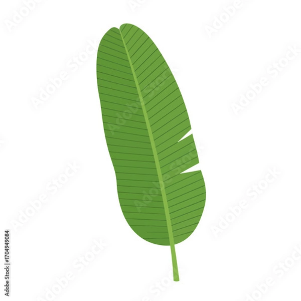 Fototapeta Single Lush Green Banana Leaf Isolated on White Background Stock Photo