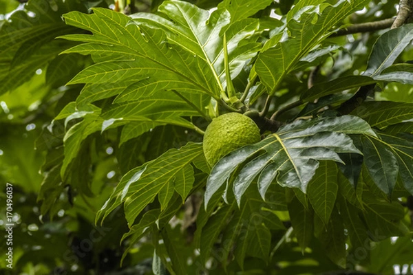 Obraz breadfruit tree