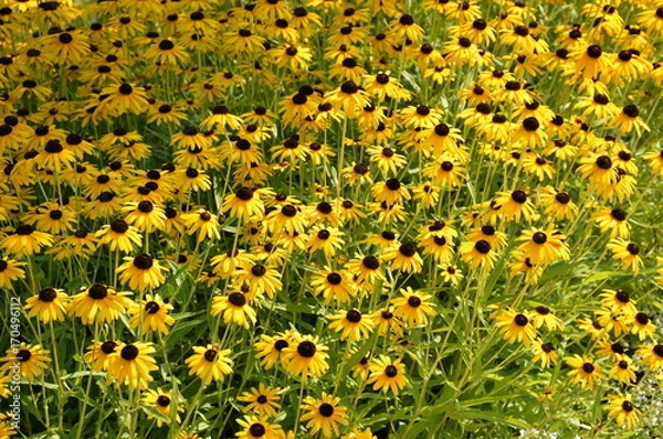 Obraz Black Eyed Susan