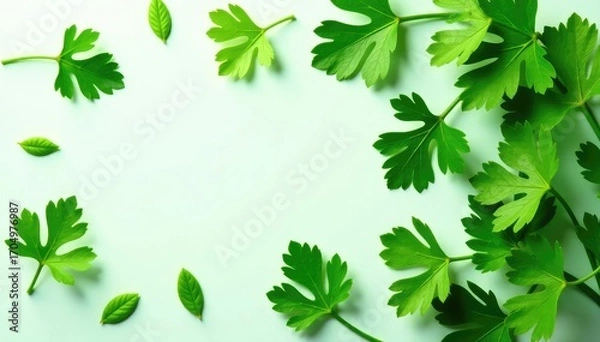 Fototapeta Fresh parsley leaves arranged in decorative pattern , pattern, green