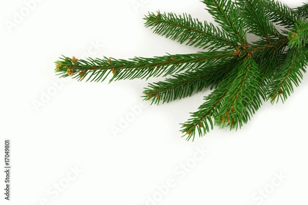 Fototapeta Tannenzweig