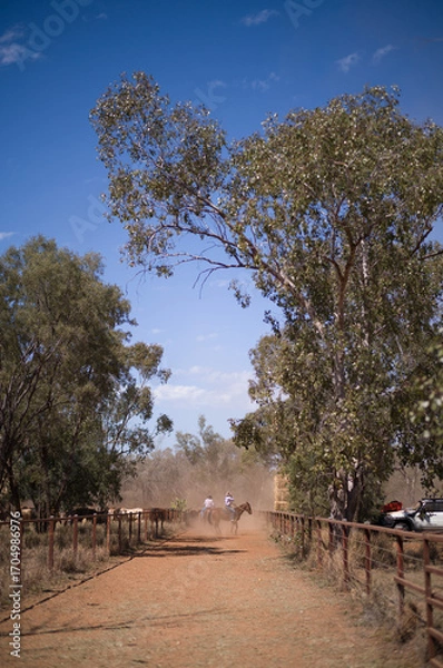 Obraz cattle herding into yards
