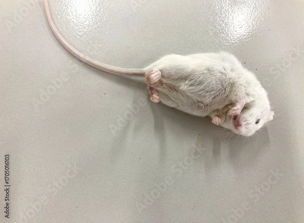 Fototapeta White laboratory mouse lying on its back, commonly used in scientific and biomedical research