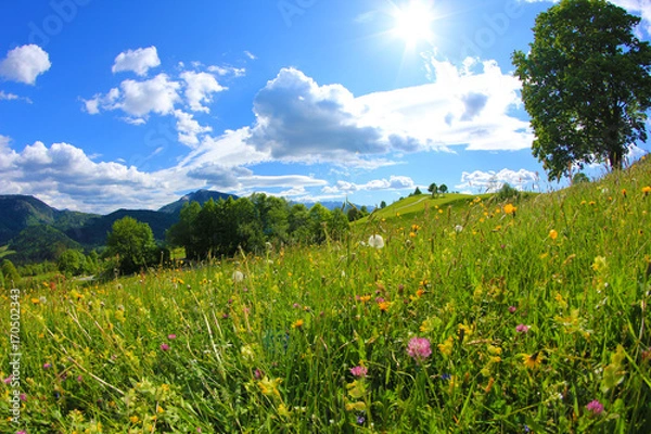 Obraz Sommer Blumenwiese 
