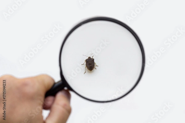 Fototapeta A look at the bug through a magnifying glass in his hand.