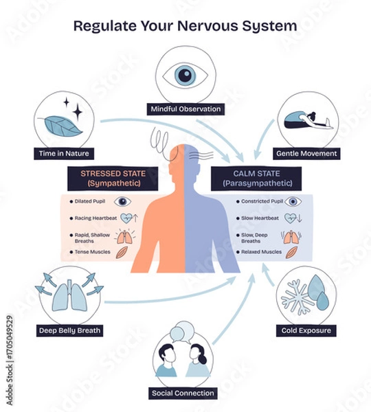 Fototapeta Regulate your nervous system with mindful observation, deep belly breath, and social connection. Doodle style diagram
