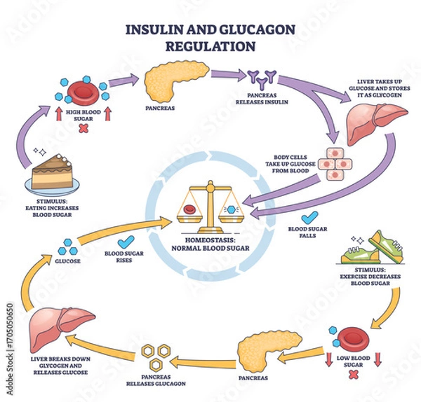 Fototapeta Insulin and glucagon regulation shows pancreas, liver, and blood sugar balance in a simple outline diagram. Outline diagram