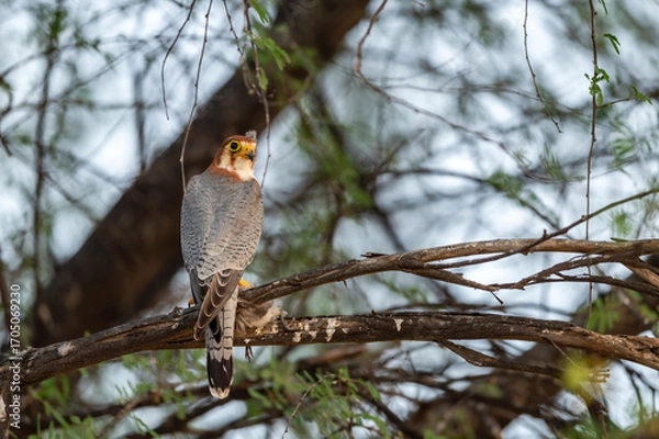 Fototapeta Red necked falcon or Falco chicquera bird of prey closeup in action perched on branch of a tree after hunt with crested lark bird kill in claws at tal chhapar blackbuck sanctuary rajasthan india asia