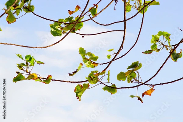 Obraz Green leaf with blue sky background
