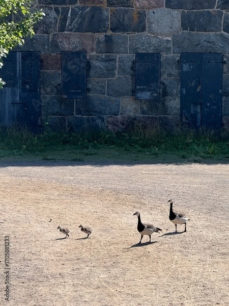 Fototapeta Family of geese with two chicks walking 