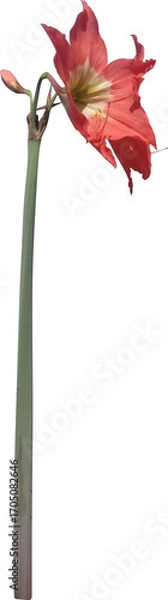 Obraz red flower isolated on white background