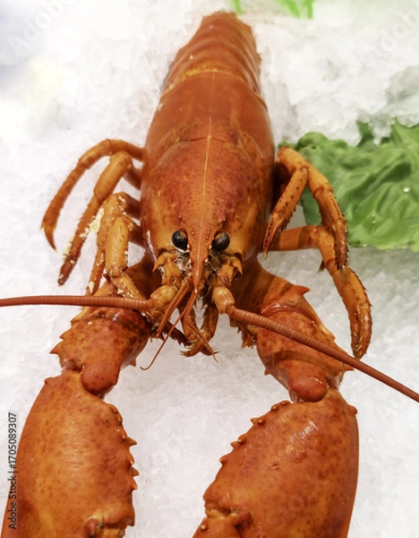 Obraz Cooked lobster in a fishmonger