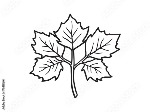 Obraz Sycamore Leaf Pattern Inspired By Nature