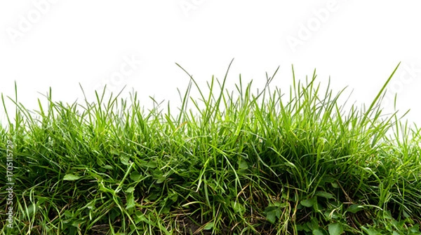 Fototapeta grass line 2 fresh isolated on a transparent background