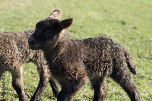 Obraz Baby Lamb 2