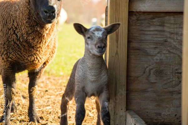 Obraz Baby lamb