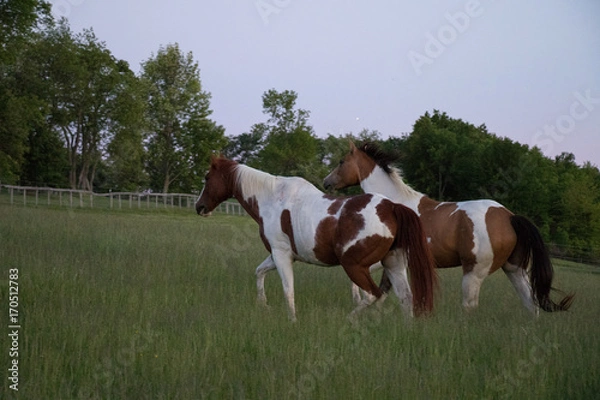 Obraz Peanut & Mac 1