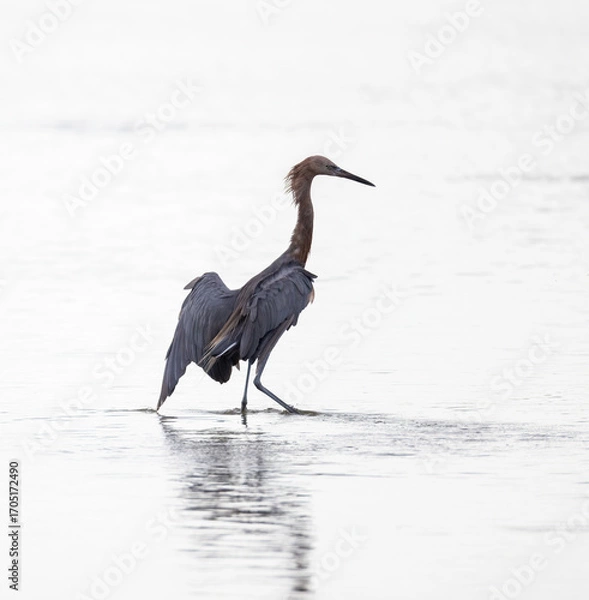 Fototapeta A reddish egret in shallow water with its wings draped slightly behind as it fishes